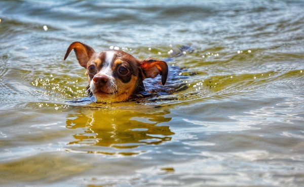 Quels sont les meilleurs morceaux de guitare pour les débutants ?